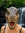 Winosaur