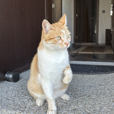 misho