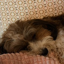Zosia