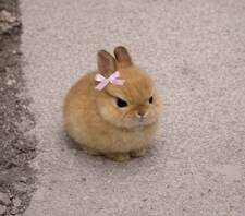 Mimi