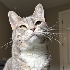 Kara