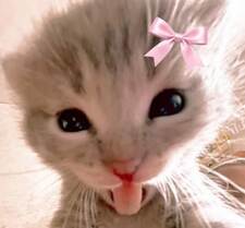 rawan