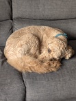 Sam