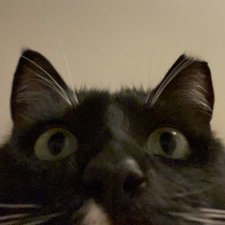 Kat