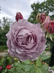 Vera