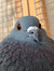 Goos