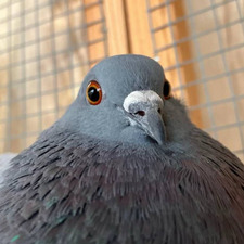 Goos