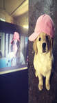 Abby