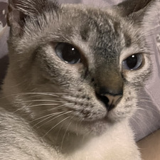 Hazel