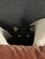 Henn0428