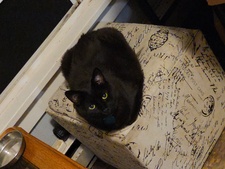 Cat M