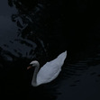 Aldina