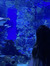 Soph