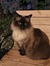 Katie