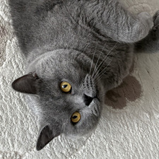 Alexandra