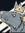 Rattus Kingian