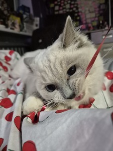 Saulute