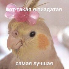 Raiks