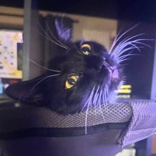 Mo