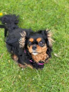 Lucy