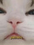 gatuncha