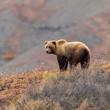 Indigo bear 