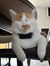 Anouk