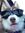 Brinleyyy≺3•{Manifesting a husky}#activereader