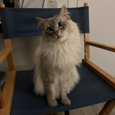 Molly Pôŵêřš