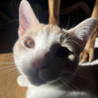 Gabby