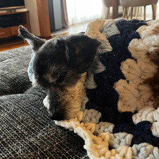 maya