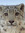 snowcat