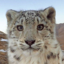 snowcat