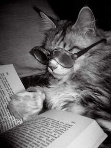 BookWorm117