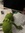 ☆ Lala ☆ ( the Kermit lover ) ( School started)