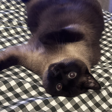 Abby