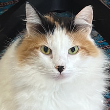 mj 