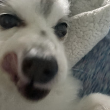 ABoogie