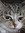 kitty