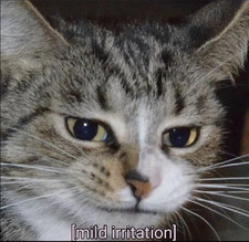 kitty