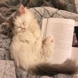 miaou
