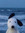 Paige ( Snoopy’s version)