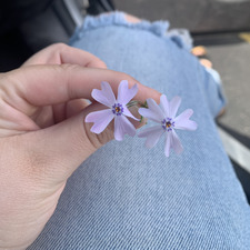 Jasmine