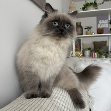 Alina