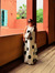 Catarin...