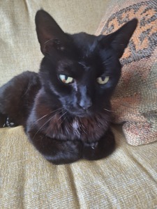 Izzy