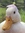 LittleDucky