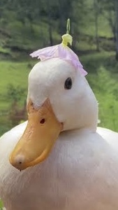 LittleDucky