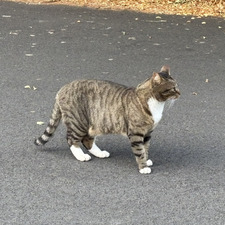 ke