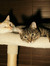 Rachael...